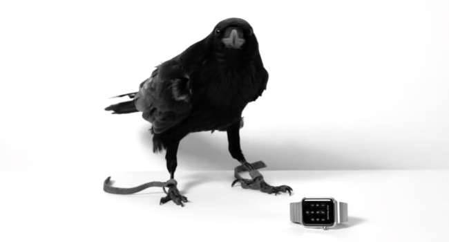 Zwierzęta z ZOO w San Diego testują Apple Watch! polecane, ciekawostki Zwierzęta testują Apple Watch, Youtube, Wideo, Film, apple watchw  Jeśli nie jesteście w 100% przekonani i cały czas zastanawiacie się, nad kupnem Apple Watch, to może przekonają Was do tego zakupu zwierzęta z ZOO w San Diego.  ZOO 650x350