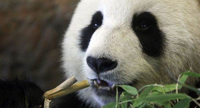 W Chinach znaleziono nowe zastosowanie dla technologii rozpoznawania twarzy polecane, ciekawostki rozpoznawanie twarzy, panda, iPhone, chiny  Chińscy naukowcy opracowali aplikację do rozpoznawania twarzy pand za pomocą sztucznej inteligencji. Panda 650x350