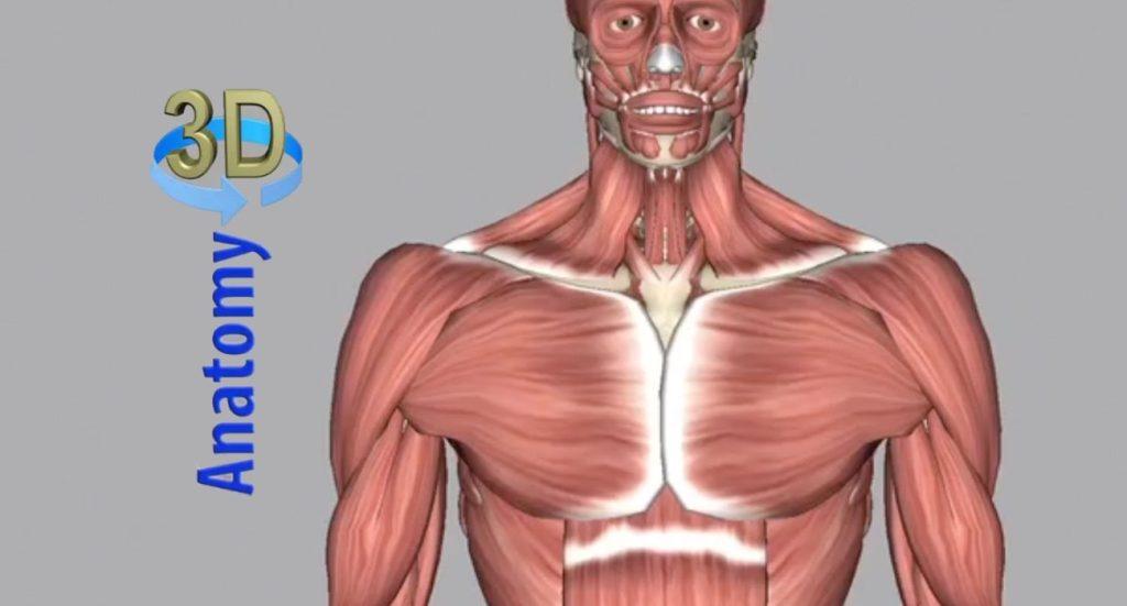 anatomy3d|screenshot