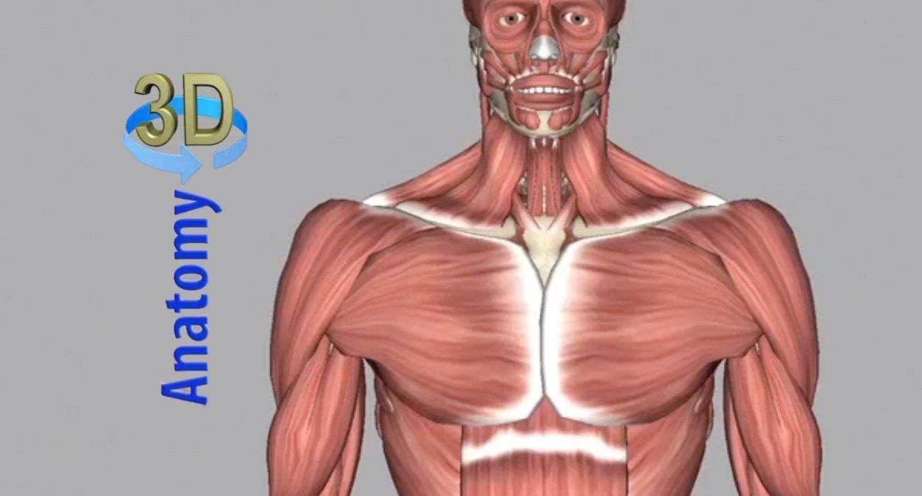 anatomy3d|screenshot