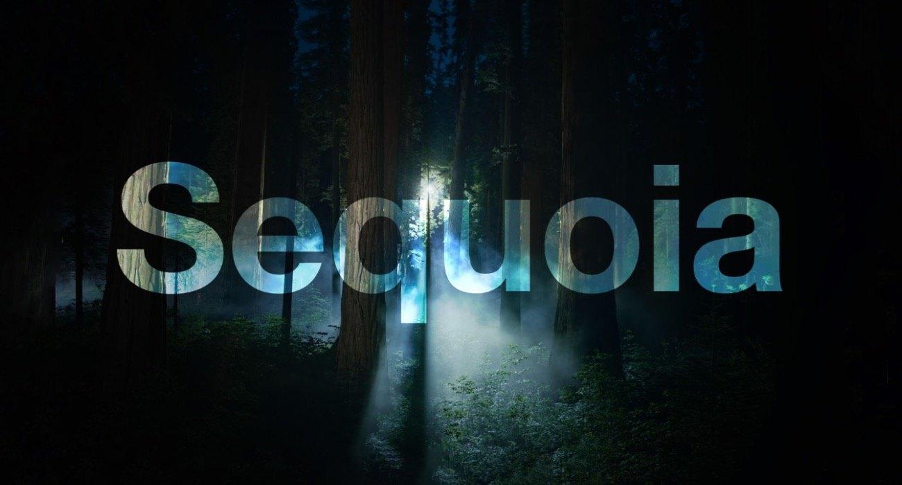 sequoia